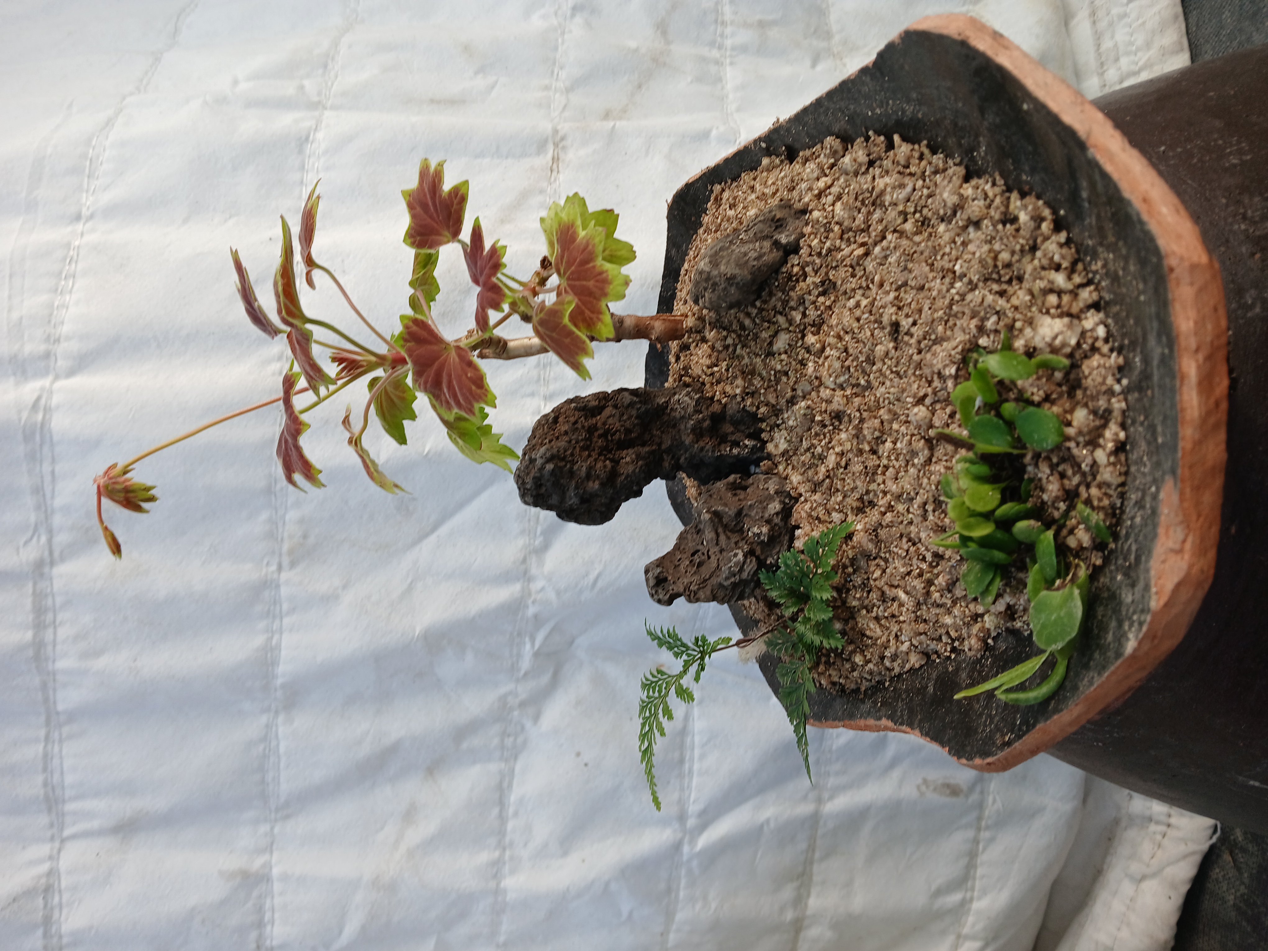 항아리 분경 만들기 체험(벤쿠버 제라륨)